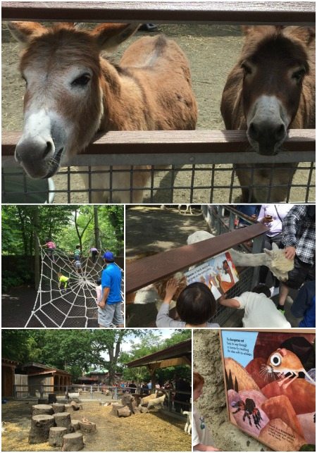 Visiting the Children's Zoo at the Bronx Zoo