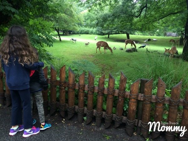 Visiting the Children's Zoo at the Bronx Zoo (Plus 5 Tips!)